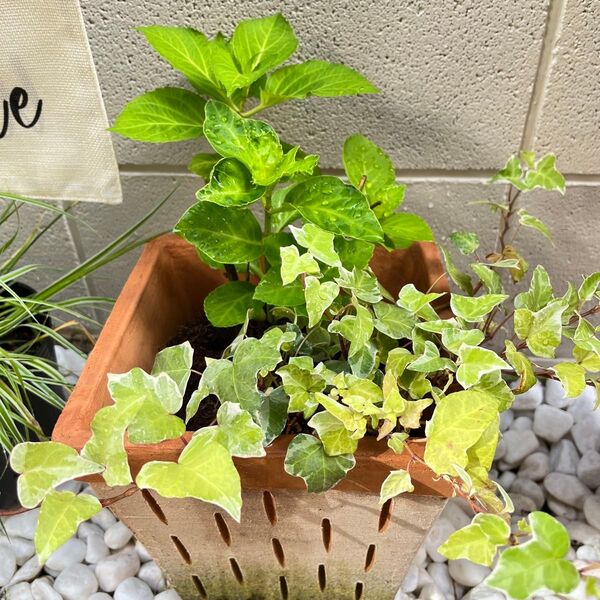 アジサイ アイビー 寄せ植えセット 6号ポット