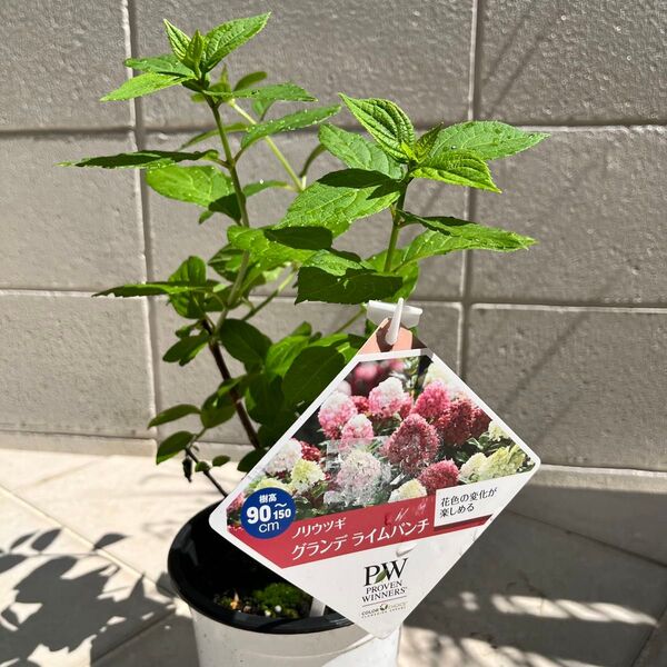 PW ノリウツギ グランデ ライムパンチ タグ付き正規品 次々と花色が変化するピラミッドアジサイ♪