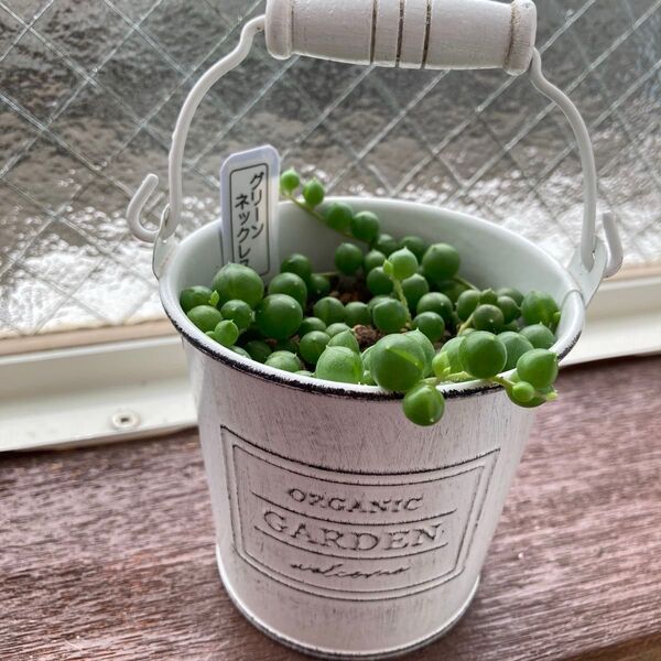 グリーンネックレス 抜き苗 根付き 多肉植物