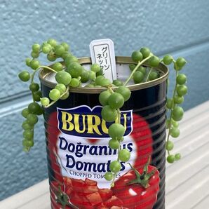 グリーンネックレス 根付き 抜き苗 多肉植物