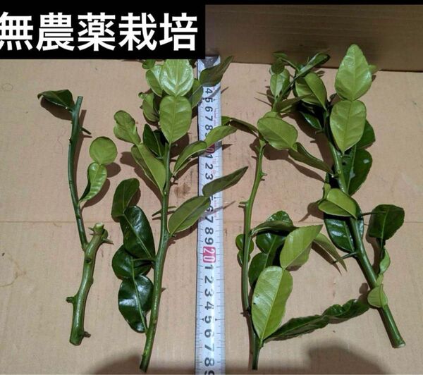 無農薬 コブミカン こぶみかん バイマックル 挿し木 4枝