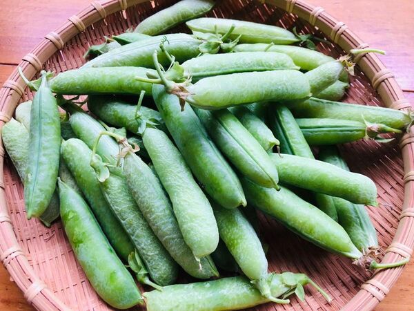 グリンピース 鞘付き 600g 無農薬 採れたて