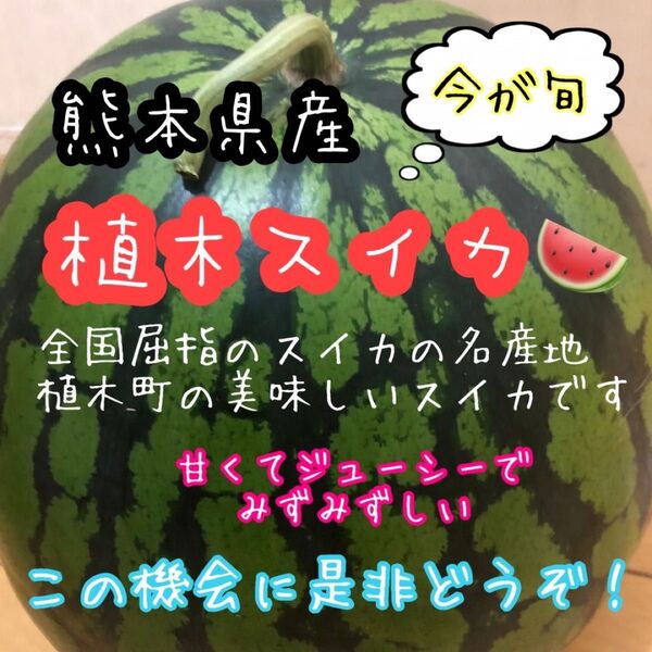熊本県産!訳あり 植木 すいか すいかの里 Lサイズ(送料無料)