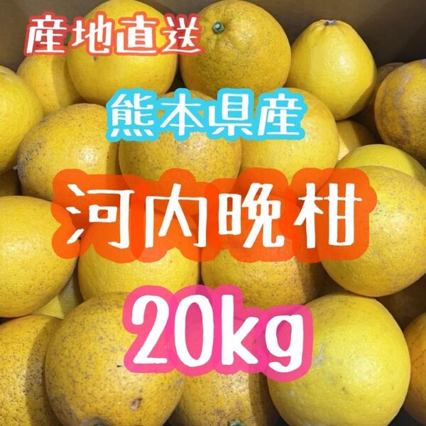 訳あり!熊本県産◎河内晩柑 ジューシーオレンジ 家庭用 箱込み20kg(送料無料)