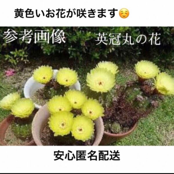黄色いお花が咲くサボテン 英冠玉 エイカンギョク 抜き苗 安心匿名配送