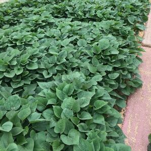 甘藷苗 紅はるか 200本 さつまいも苗 サツマイモ苗 苗