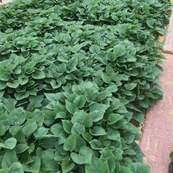 甘藷苗 紅はるか 200本 さつまいも苗 サツマイモ苗 苗