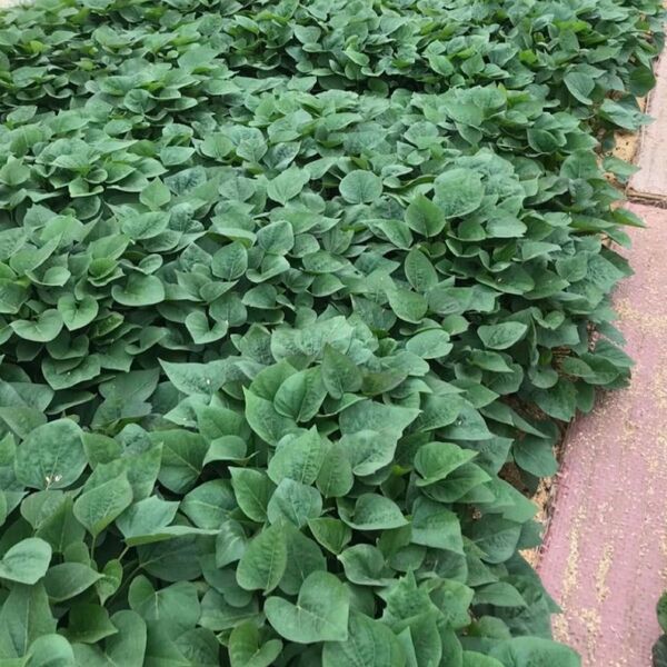 甘藷苗 紅はるか 100本 さつまいも苗 サツマイモ苗 苗