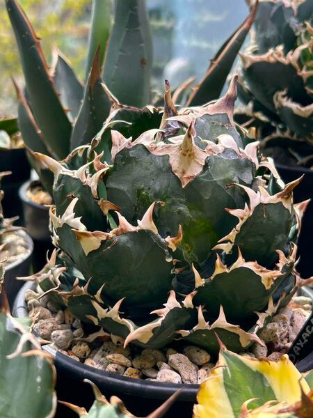 『コレクション株』アガベ オアハカ 現地株 胴切り 天芽 育成株 oaxaca 強鋸歯