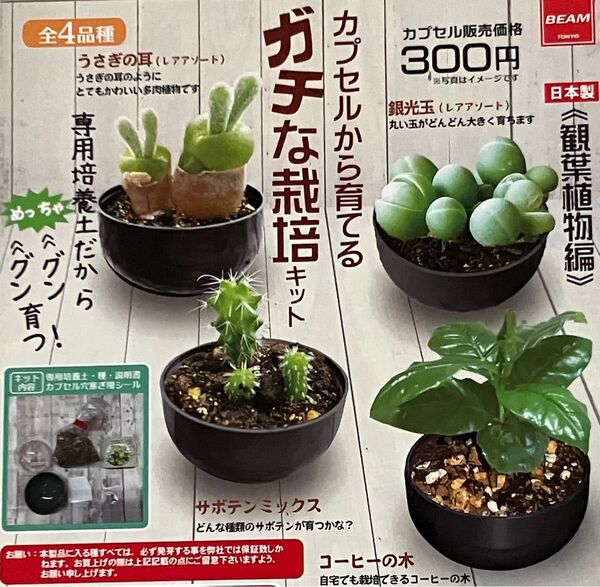 カプセルから育てるガチな栽培キット 観葉植物編 全4種 ガチャ BEAM コーヒー