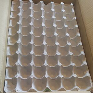 卵の トレー (コオロギのお部屋や工作にどうぞ)