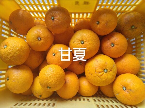 本州限定、甘夏10kg、広島県産産地直送家庭用農家直送農薬不使用瀬戸内産