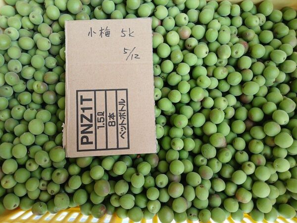 青梅小梅箱込み1.5KG、広島県産、家庭用、産地直送、農薬不使用