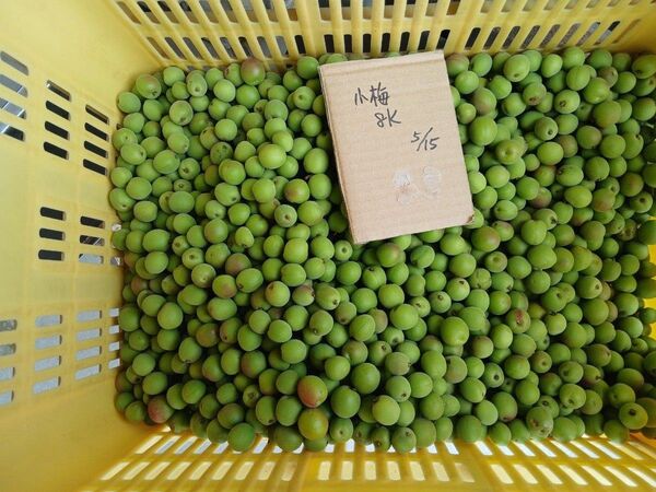 d青梅小梅1kg以上、広島県産、家庭用、産地直送、農薬不使用