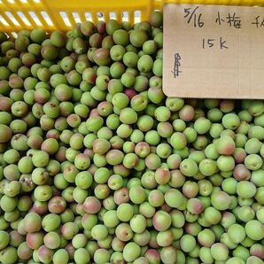 青梅小梅1kg、広島県産、家庭用、産地直送、農薬不使用、虫食い有り、