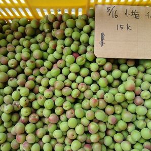 青梅小梅1kg、広島県産、家庭用、産地直送、農薬不使用、虫食い有り、