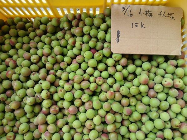 青梅小梅2.5kg、広島県産、家庭用、産地直送、農薬不使用、虫食い有り、