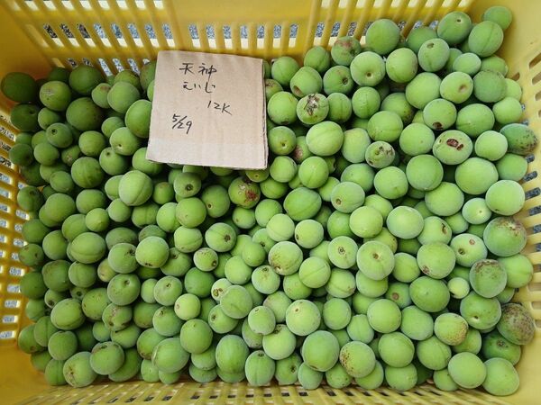 大梅4kg、広島県産、家庭用、産地直送、農薬不使用、虫喰い有り、