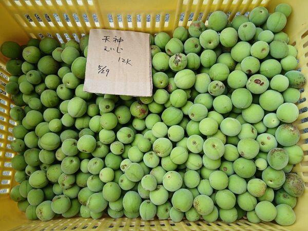 大梅4kg、広島県産、家庭用、産地直送、農薬不使用、虫喰い有り、