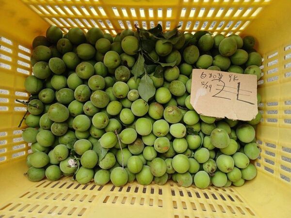 大梅1kg、広島県産、家庭用、産地直送、農薬不使用、