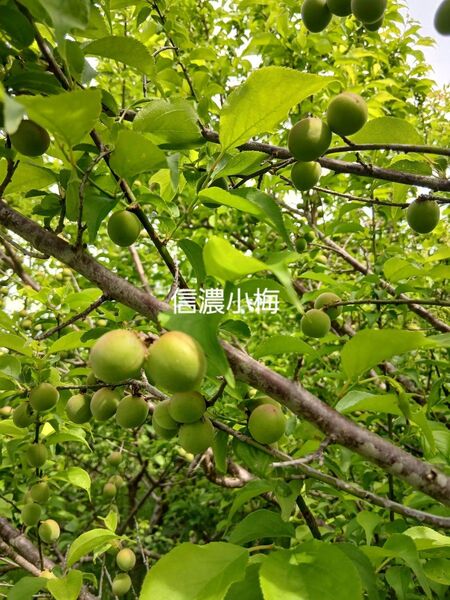 無農薬 信濃小梅1kg、広島県産、家庭用、産地直送、農家直送