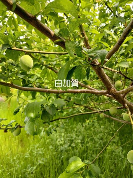 白加賀梅、4kg、広島県産、家庭用、産地直送、農薬不使用、虫食い有り、