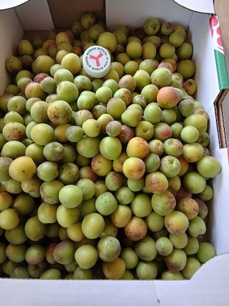 小梅800g、広島県産、家庭用、産地直送、農薬不使用、