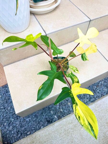 フィロデンドロン フロリダビューティー