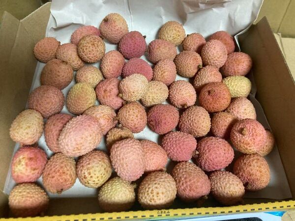643.新鮮青果生新鮮ライチ コンパクト箱込み1kg常温便