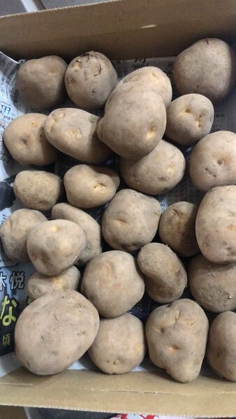 593.特売数量限定じゃがいも箱込み1.4kg男爵sサイズ