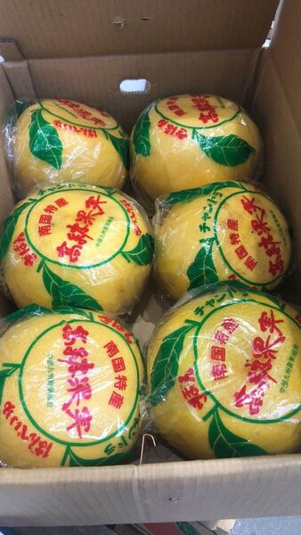 613.数量限定 晩白柚ザボン チャンドラ 6玉入り 品種色おまかせ