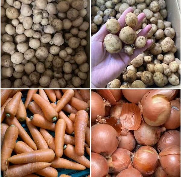 14.お買い得新鮮フレッシュにんじん人参2kg+じゃがいも4.5kg+玉ねぎ3kg本数玉数おまかせ