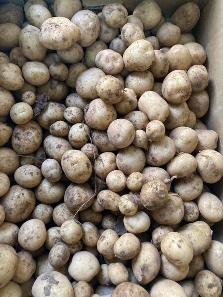 346.特売数量限定新じゃがいも箱込み10kg ミニサイズ