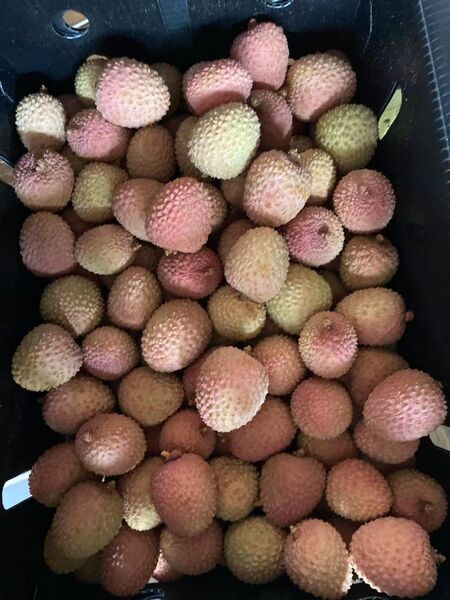 646.新鮮青果生新鮮ライチ 箱込み2kg常温便