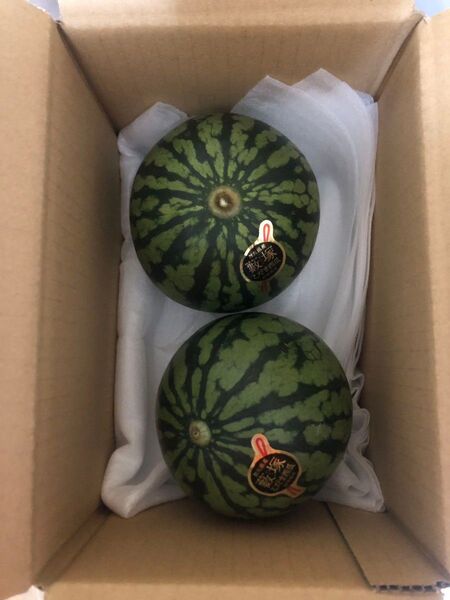 682.数量限定小玉西瓜 小スイカ2玉入り