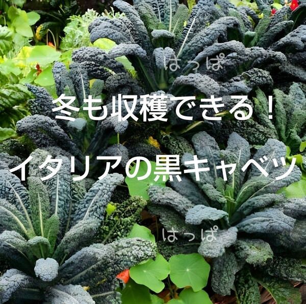 エンドレス野菜 カーボロネロの種 70粒前後 多年草