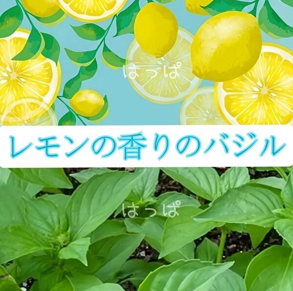柑橘の香り レモンバジル約100粒 ハーブの種