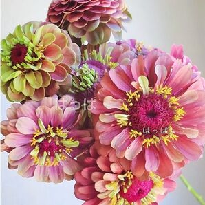 花の種 ジニアクイーンレッドライム 12粒 長く咲く夏の花