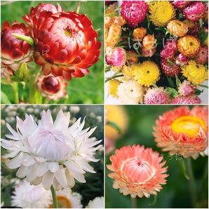 花の種 ツヤツヤの花びら☆ヘリクリサム(帝王貝細工)MIX 70~80粒ほど