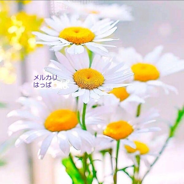 花の種 お庭で映える純白のお花! シャスターデージー60粒 多年草