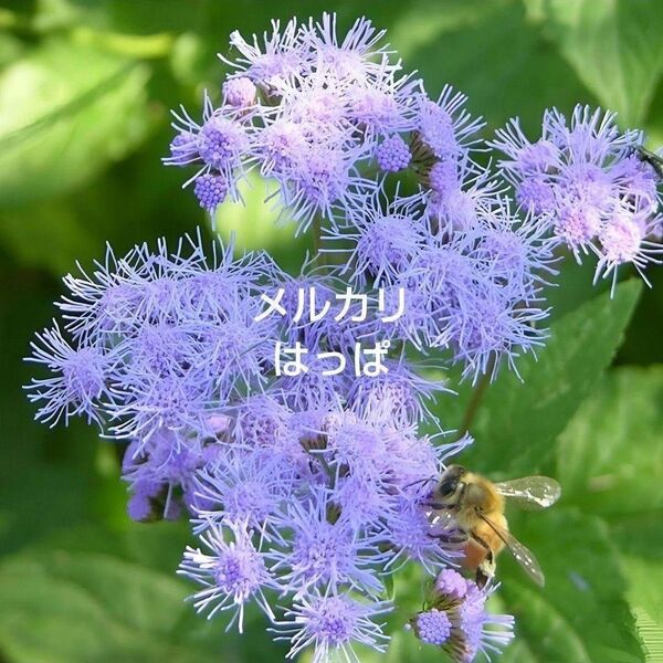 花の種 西洋フジバカマ(ユーパトリウム)100粒ほど 宿根草