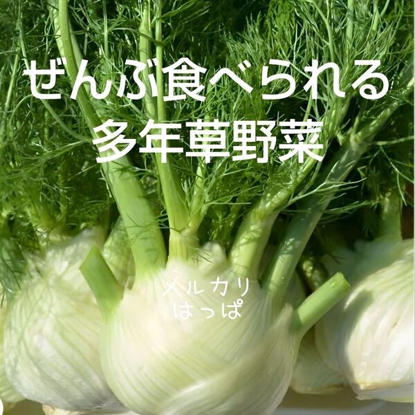 全部食べられる多年草野菜 フローレンス・フェンネル 50粒前後 ハーブの種