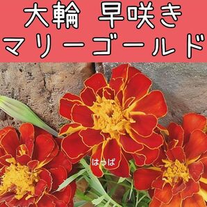 花の種 大輪マリーゴールド スカーレット 早咲き品種!80粒