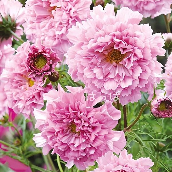 花の種 八重咲きコスモス ローズボンボン 30粒