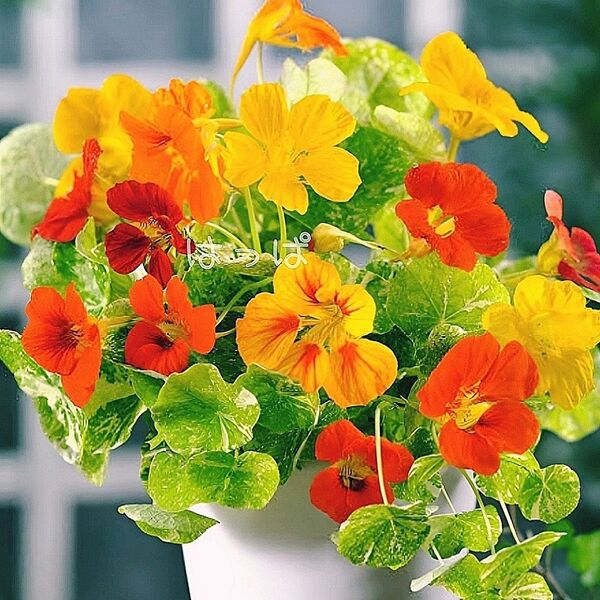 花の種 珍しい斑入りナスタチウム 15粒 ハーブ