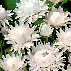 ツヤツヤの花弁が素敵!花の種 ヘリクリサム(帝王貝細工)ホワイト70~80粒ほど