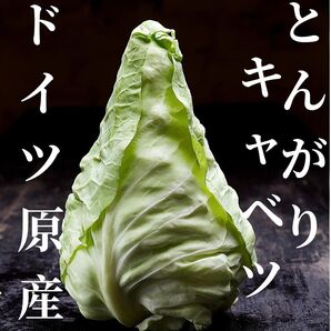 【増量中】野菜の種 とんがりキャベツ(シュピッツコール)30粒 珍しい
