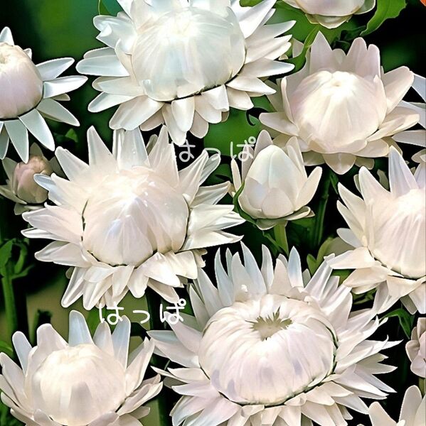ツヤツヤの花弁が素敵!花の種 ヘリクリサム(帝王貝細工)ホワイト70~80粒ほど