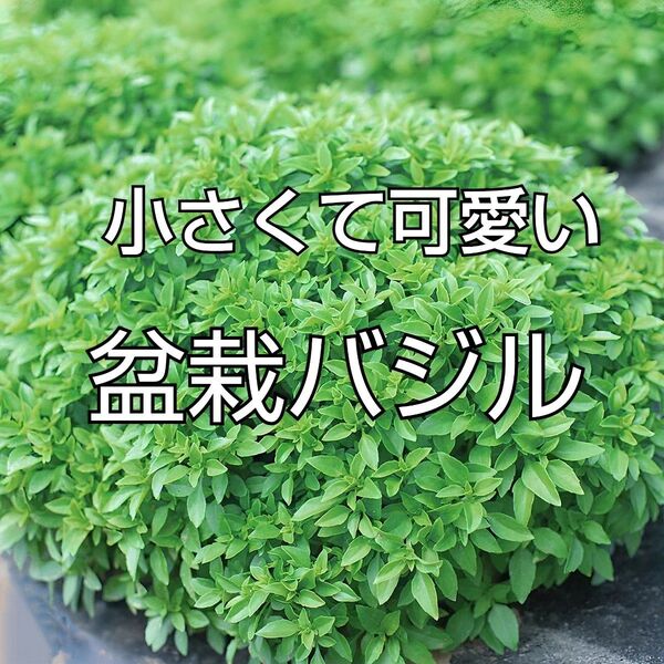 ハーブの種 小型の可愛いブッシュバジル 80粒ほど そのまま使える♪