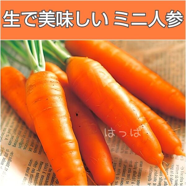 野菜の種 極早生ミニニンジン ピッコロ 100粒以上 生でも美味しい!